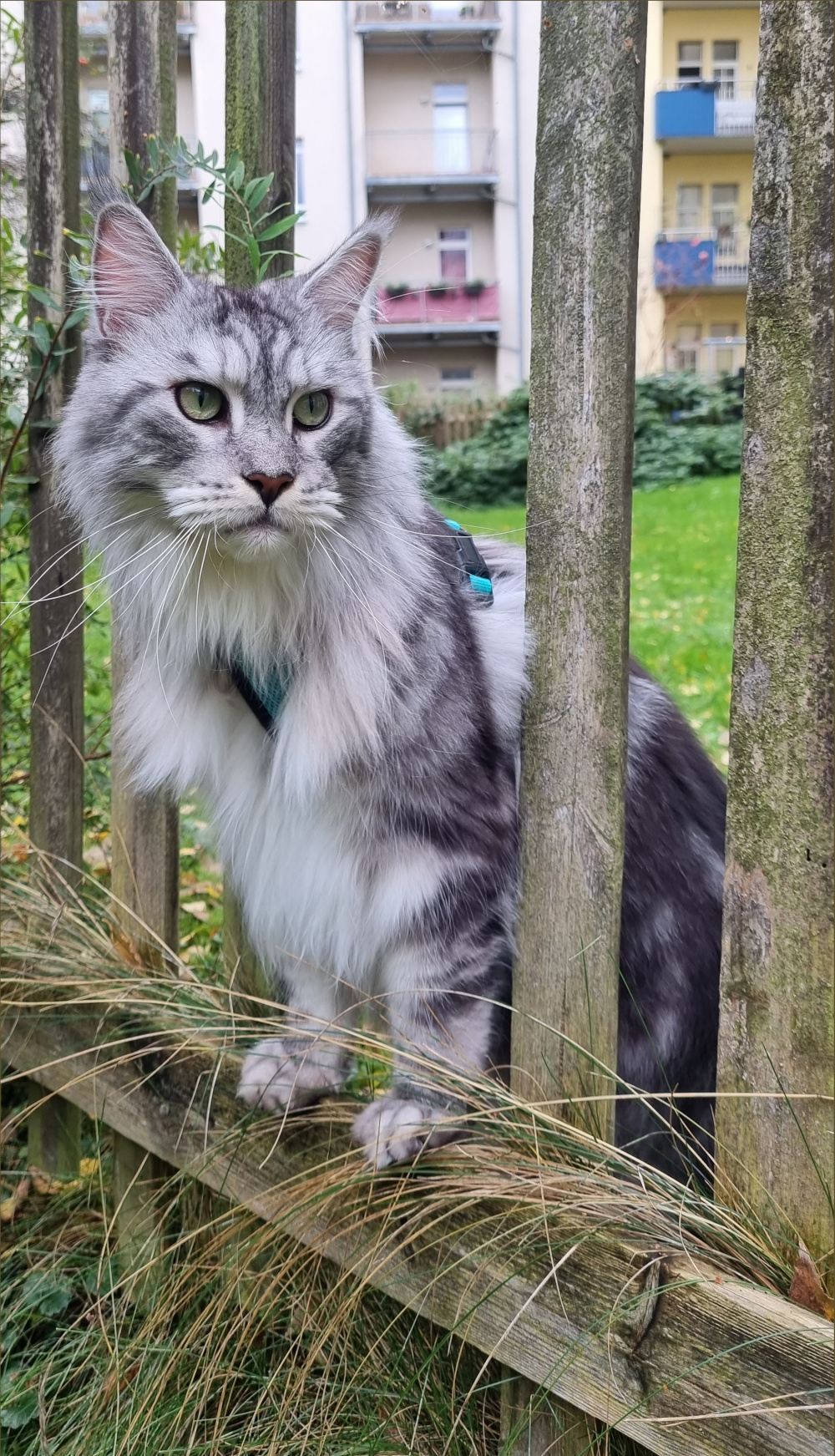 Tiere in Not Chemnitz e.V.